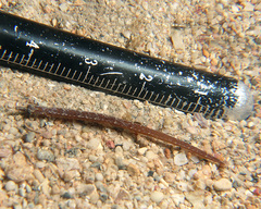 Phoxocampus belcheri