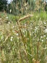 Juncus effusus effusus
