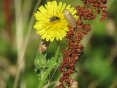 Lasioglossum titusi