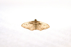 Costaconvexa