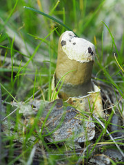 Mutinus cartilagineus