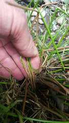 Juncus effusus solutus