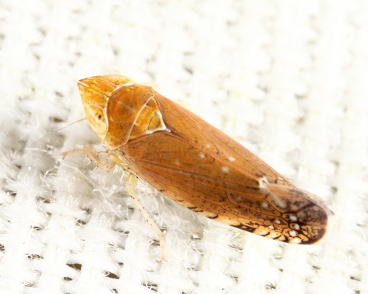 Scaphytopius fulvus