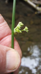 Juncus effusus solutus
