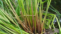 Juncus effusus solutus