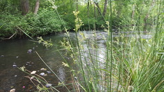 Juncus effusus solutus