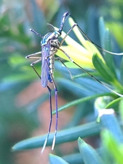 Toxorhynchites rutilus septentrionalis