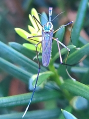 Toxorhynchites rutilus septentrionalis