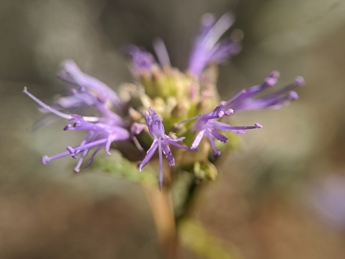 Image of Monardella sinuata by no rights reserved