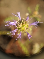 Monardella sinuata