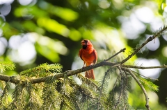 Cardinalis cardinalis