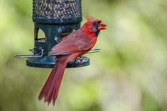Cardinalis cardinalis