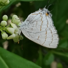 Hypolycaena philippus