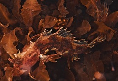 Cristiceps australis