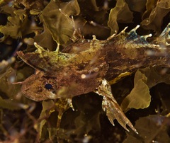 Cristiceps australis