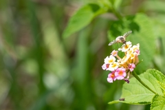 Systoechus candidulus
