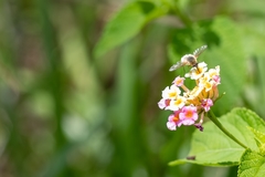 Systoechus candidulus
