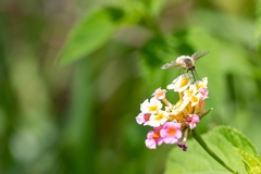 Systoechus candidulus