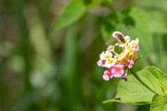 Systoechus candidulus