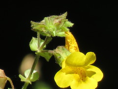 Erythranthe arvensis