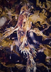 Cristiceps australis