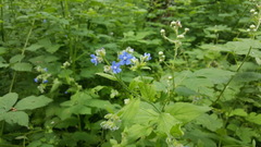 Pentaglottis sempervirens
