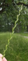 Lolium perenne perenne