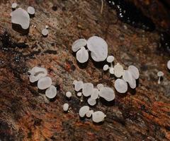 Physalacria australiensis