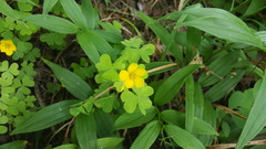 Oxalis suksdorfii