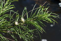 Grevillea neurophylla