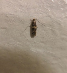Oinophila v-flava