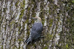 Melanerpes carolinus