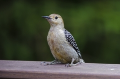 Melanerpes carolinus
