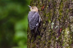 Melanerpes carolinus