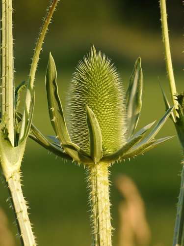 cutleaf teasel