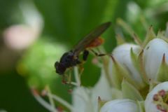 Spheginina