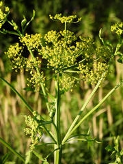 Pastinaca