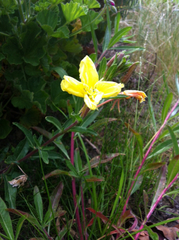 Oenothera elata hookeri