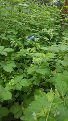 Pentaglottis sempervirens