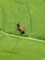 Alosterna tabacicolor