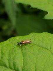 Alosterna tabacicolor