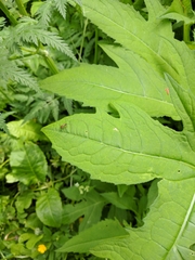 Alosterna tabacicolor