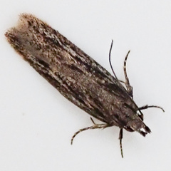 Monochroa palustrellus