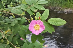 Rosa pisocarpa