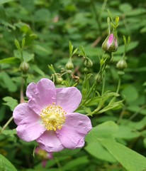 Rosa pisocarpa
