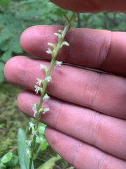 Platanthera ephemerantha