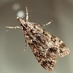 Eudonia lacustrata