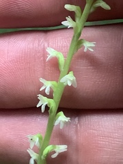 Platanthera ephemerantha