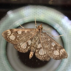 Anania coronata
