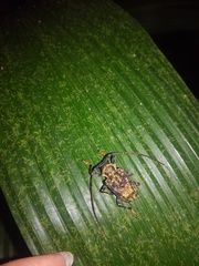 Polyrhaphis papulosa